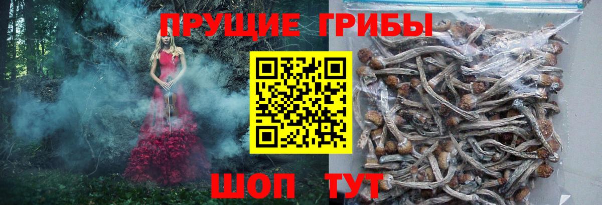 Донской  Псилоцибиновые грибы мицелий  Вход с VPN 